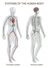 2skeletten2(v)