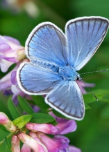 Vlinder(v)